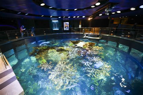 New england aquarium - Several travelers also recommend watching a penguin or seal feeding. The New England Aquarium's hours vary depending on the season and day of the week, but generally, the aquarium welcomes ...
